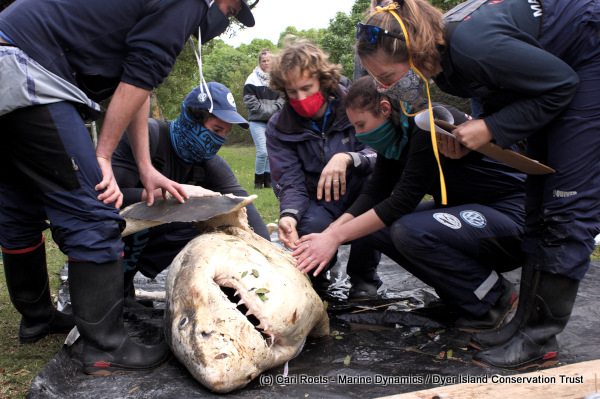 Marine biologists inspecting the Great White shark carcass